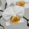 Phalaenopsis Orchid Any variety - 5" Pot