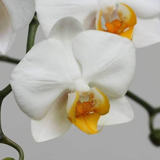 Phalaenopsis Orchid Any variety - 5" Pot