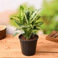 Dieffenbachia Sparkles - 6" Pot