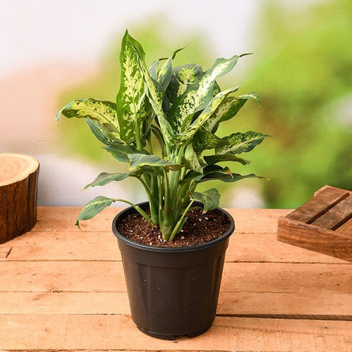 Dieffenbachia Sparkles - 6" Pot