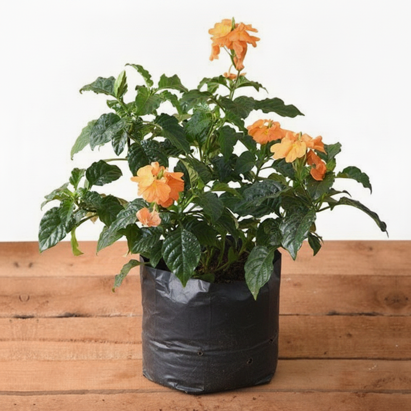 Firecracker Flower - 6" Grow bag