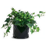 English Ivy Variegated