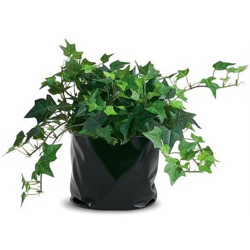 English Ivy Variegated