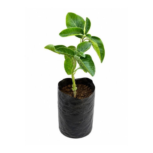 Ashwagandha - 6" Grow bag