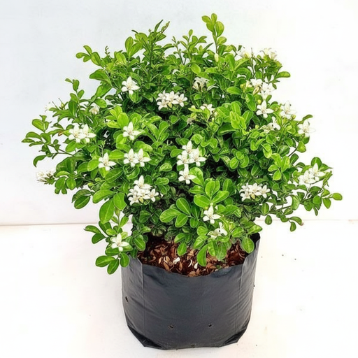 Jasmine Kamini - 10" Grow bag