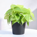 Philodendron Scandens Golden - 4" Pot