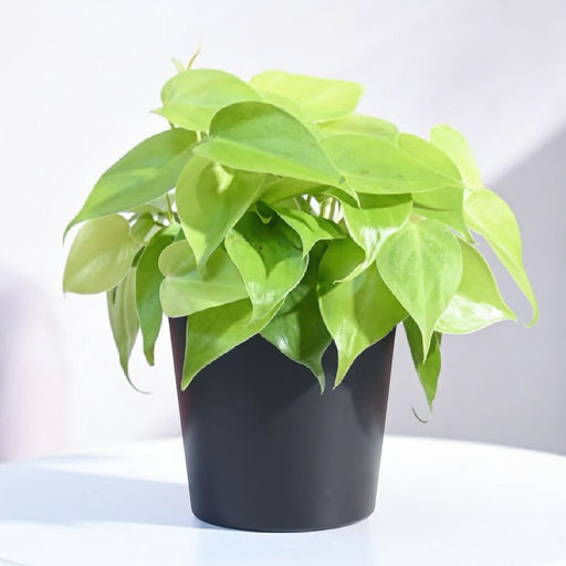 Philodendron Scandens Golden - 4" Pot
