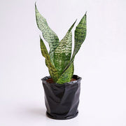 Snake Plant Black Gold