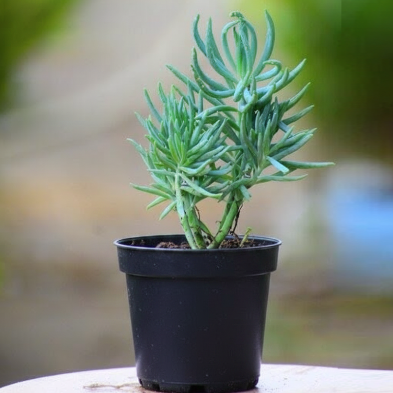 Senecio vitalis Blue - Succulent - 3" Pot