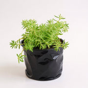 Sedum Angelina - Succulent Golden