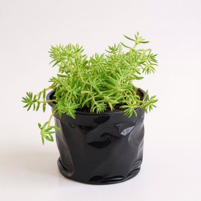 Sedum Angelina - Succulent Golden