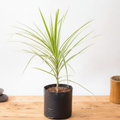 Dracaena Marginata - 10" Grow bag