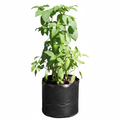 Lemon Basil - 6" Pot