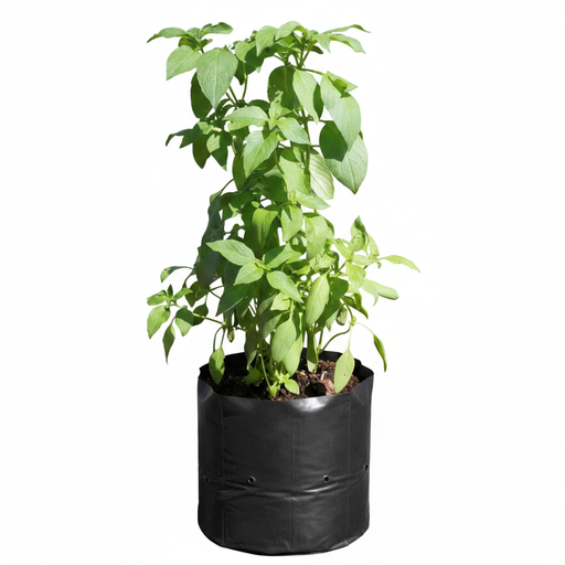 Lemon Basil - 6" Pot