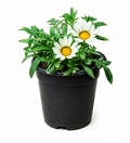Gazania White - 5" Pot