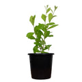 Curtain Creeper - 5" Pot