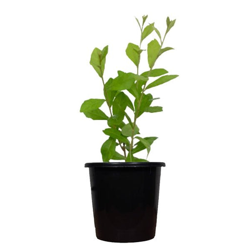 Curtain Creeper - 5" Pot