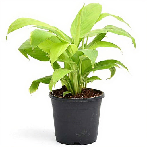 Peace Lily Golden - 4" Pot