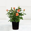 English Rose (Any Color) - 8" Pot