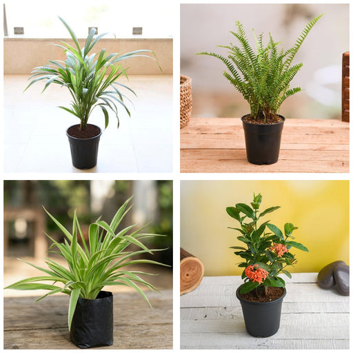 Pet-Safe Four - Set of 4 Pet Friendly Indoor Plants