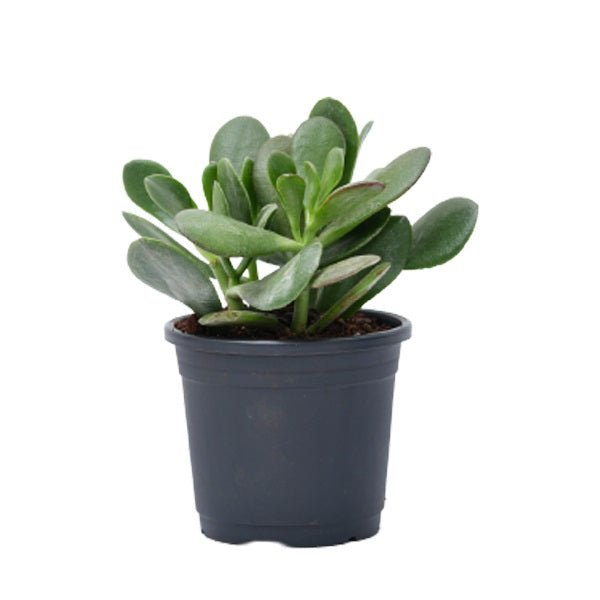 Jade Plant, Crassula ovata - 4" Pot