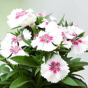 Dianthus White Pink - 4" Pot