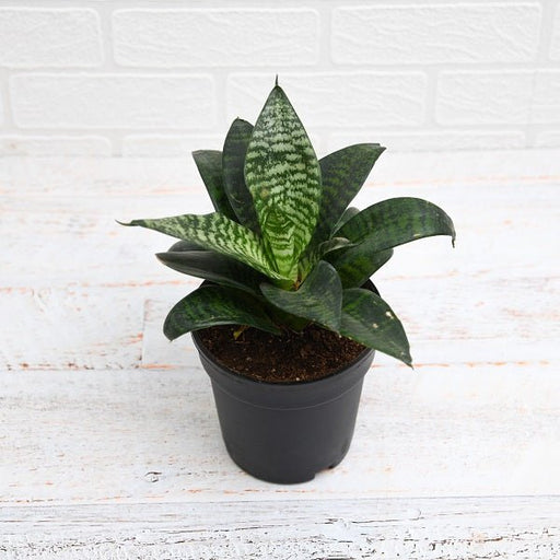 Snake Plant Sansevieria trifasciata Hahnii - 4" Pot