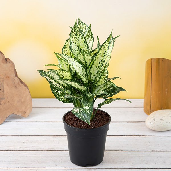 Aglaonema costatum - 4" Pot
