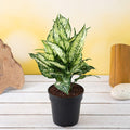 Aglaonema costatum - 5" Pot
