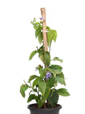 Bengal Clock Vine Blue - 10" Grow bag