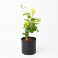 Golden Trumpet Yellow - 10" Grow bag