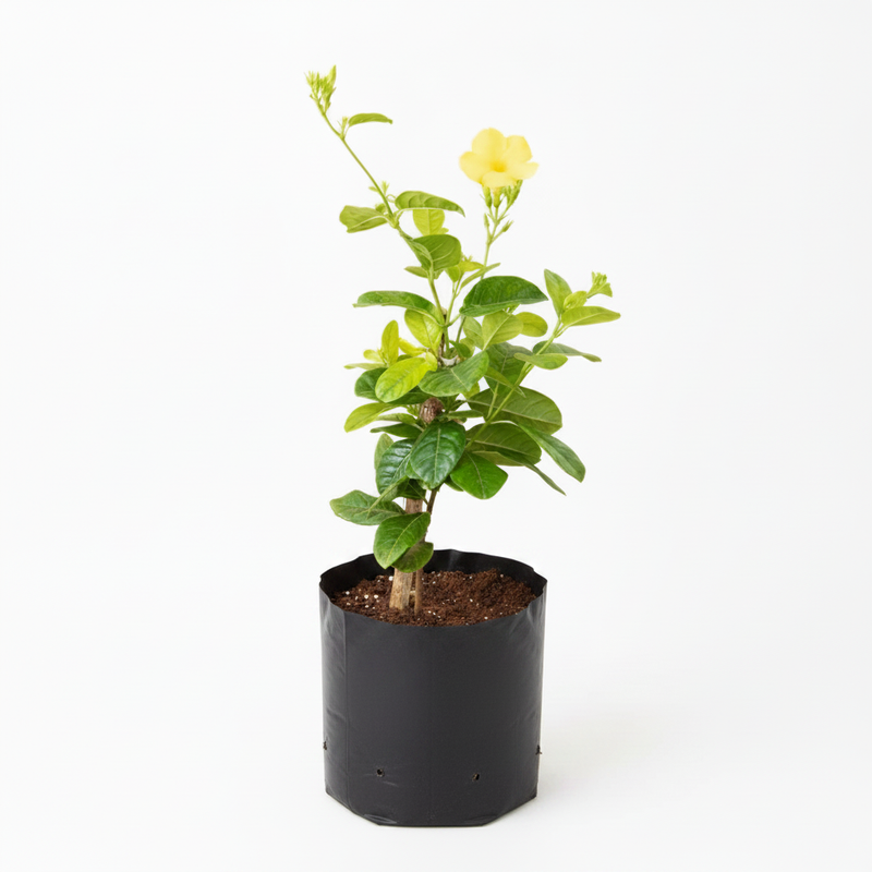 Golden Trumpet Yellow - 10" Grow bag