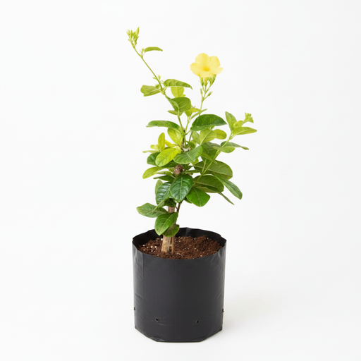 Golden Trumpet Yellow - 10" Grow bag