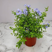sku:PLT-PLUMBAGO-P05-NA