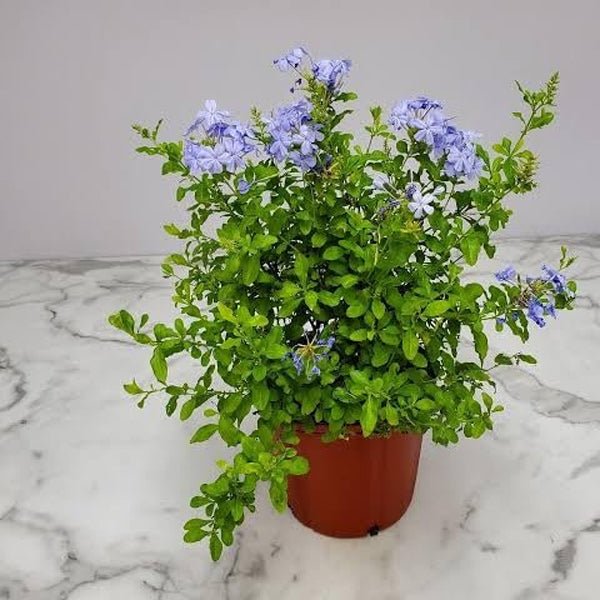 Plumbago - 5" Pot