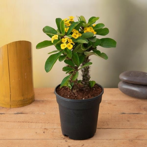 Crown of Thorns Yellow - 5" Pot