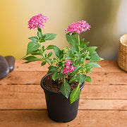 Pentas Mixed - 5" Pot