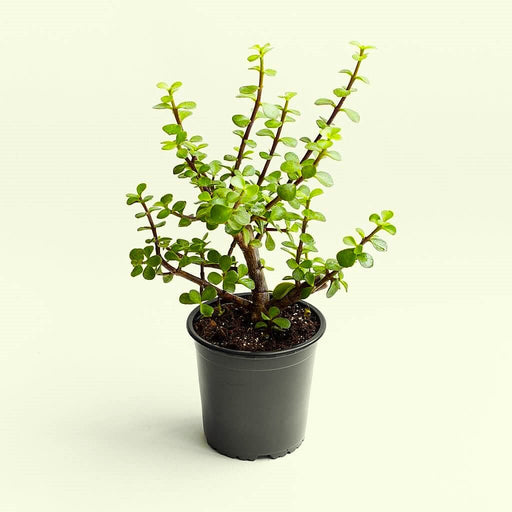 Jade Plant Small Leaves - 4" Pot