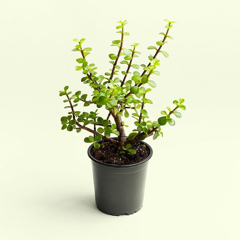 Jade Plant - 5" Pot