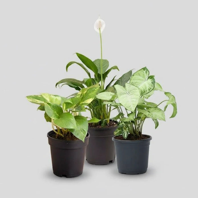 Top 3 Air Purifier Plants Pack