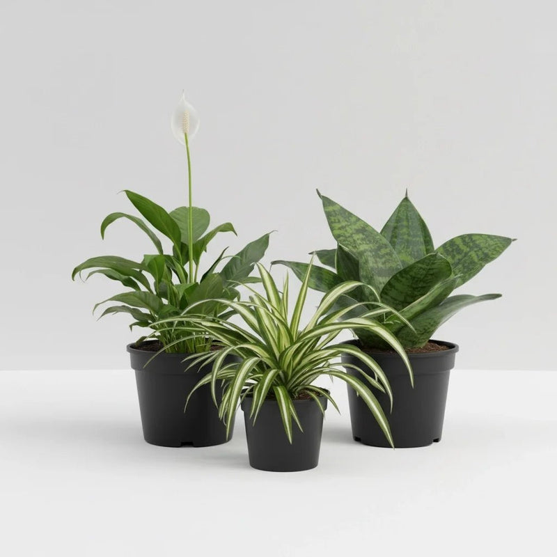 3 Best Plants Indoor to Beat the Air Pollution