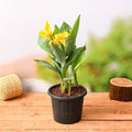 Canna Lily Yellow - 5" Pot