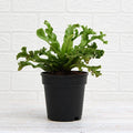Asplenium nidus Crissie fern Green - 6" Pot