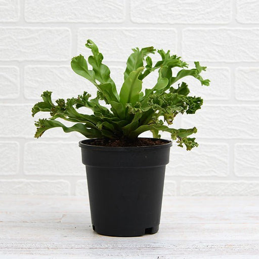 Asplenium nidus Crissie fern Green - 6" Pot