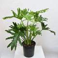 Philodendron Selloum Green - 6" Pot