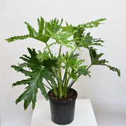Philodendron Selloum Green - 6" Pot
