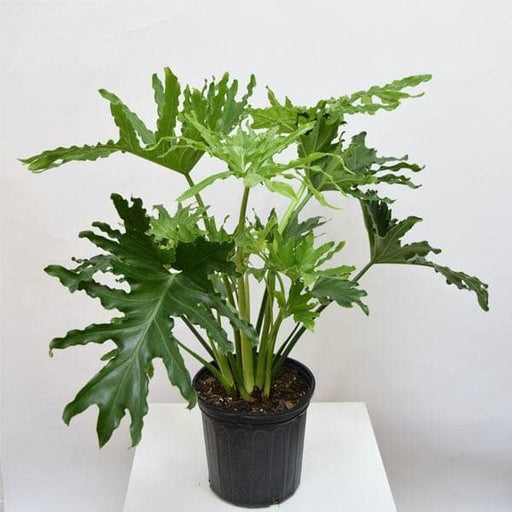 Philodendron Selloum Green - 6" Pot