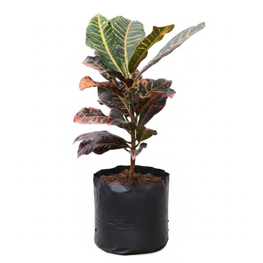 Croton Petra - 10" Grow bag