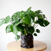 Monstera