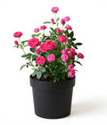 Miniature Rose Pink - 7" Pot